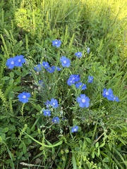 Linum lewisii