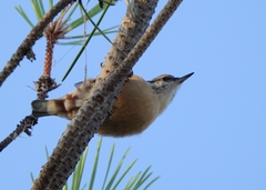 Sitta europaea