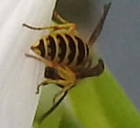 Vespula maculifrons