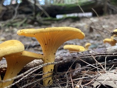 Cantharellus