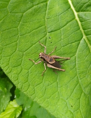 Pholidoptera griseoaptera