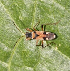 Beosus quadripunctatus