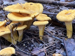 Cantharellus