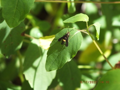 Carmenta pyralidiformis
