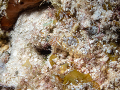 Coryphopterus thrix
