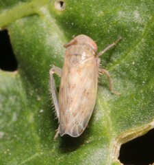 Euscelis