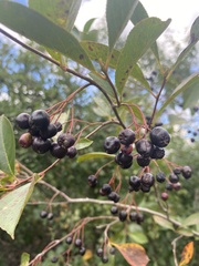 Aronia melanocarpa