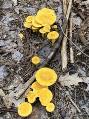 Cantharellus