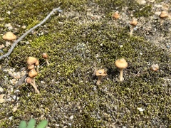Agaricales