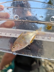 Cymatogaster aggregata