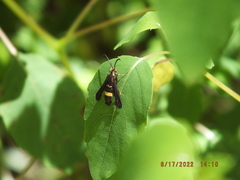 Carmenta pyralidiformis