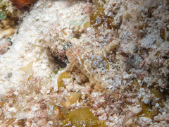 Coryphopterus thrix