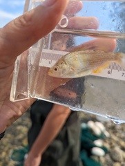 Cymatogaster aggregata