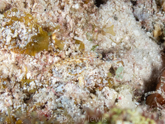 Coryphopterus thrix