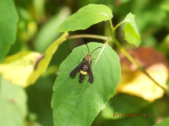 Carmenta pyralidiformis