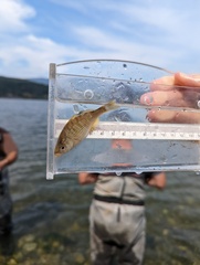 Cymatogaster aggregata