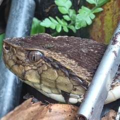 Bothrops asper