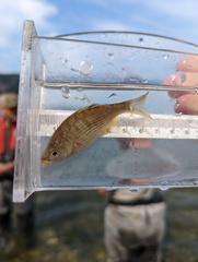 Cymatogaster aggregata