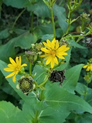 Silphium perfoliatum