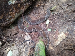 Bothrops asper