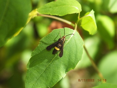Carmenta pyralidiformis