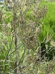 Verbena brasiliensis