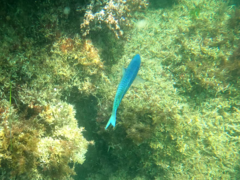 Chromis punctipinnis