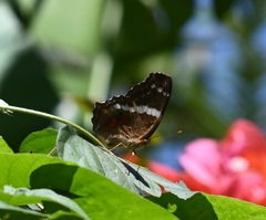 Anartia fatima