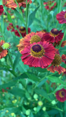 Helenium