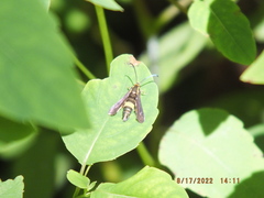 Carmenta pyralidiformis