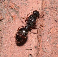 Tetramorium caespitum