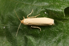 Eilema