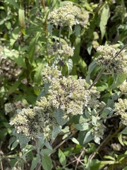 Pycnanthemum incanum