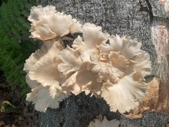 Pleurotus