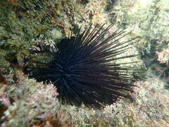 Centrostephanus coronatus