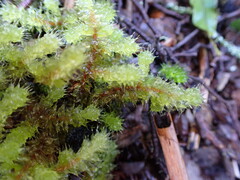 Ptychomnion aciculare