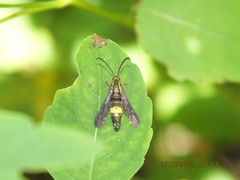 Carmenta pyralidiformis