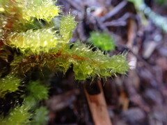 Ptychomnion aciculare