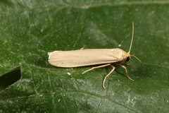 Eilema