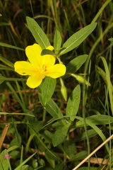 Ludwigia hexapetala