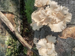 Pleurotus