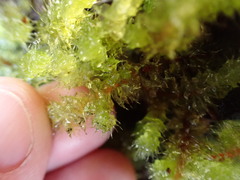 Ptychomnion aciculare