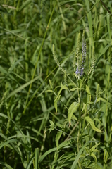 Veronica longifolia