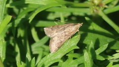Achyra rantalis