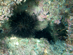 Arbacia stellata