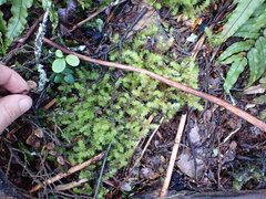 Ptychomnion aciculare