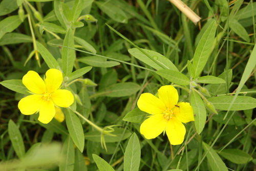 Image of Ludwigia hexapetala by no rights reserved