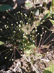 Androsace filiformis