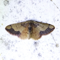 Idaea
