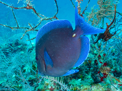 Acanthurus coeruleus